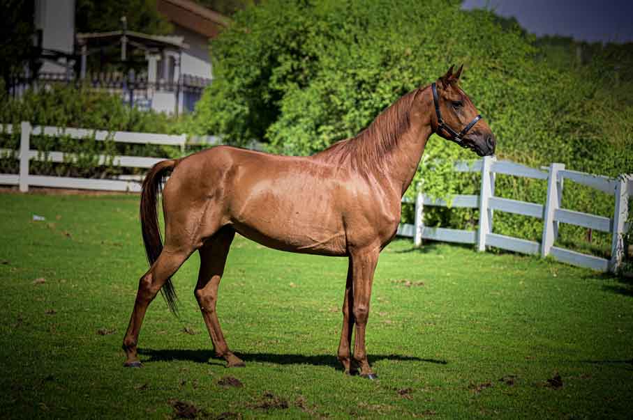 Al Waeir